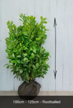 Cherry Laurel Hedge