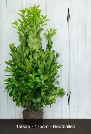 Cherry Laurel Hedge