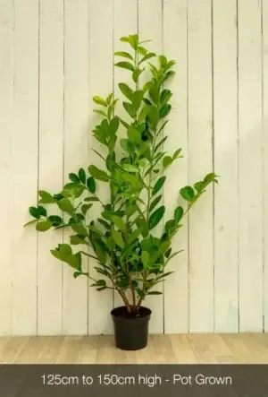 Cherry Laurel Hedge
