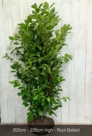 Cherry Laurel Hedge