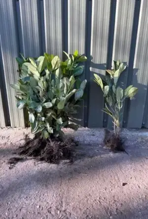 Cherry Laurel Hedge