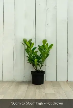 Cherry Laurel Hedge