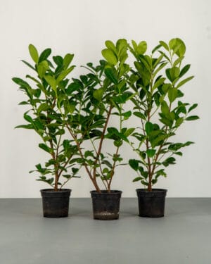 Cherry Laurel Hedge