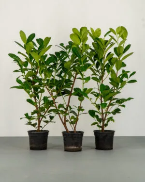 Cherry Laurel Hedge