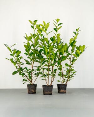 Cherry Laurel Hedge