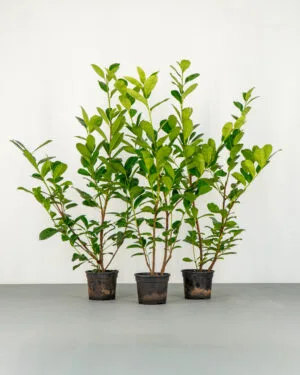 Cherry Laurel Hedge