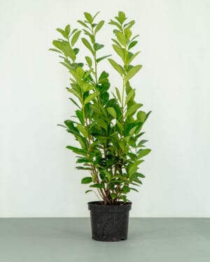 Cherry Laurel Hedge
