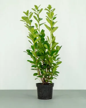 Cherry Laurel Hedge