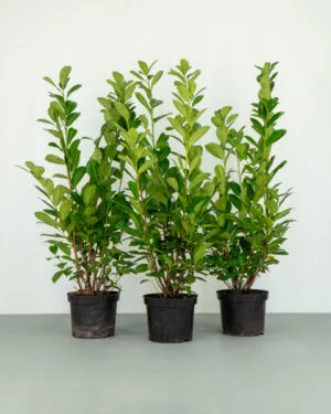 Cherry Laurel Hedge
