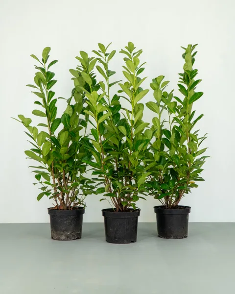 A group of Cherry Laurel 100-125cm high - Container Grown