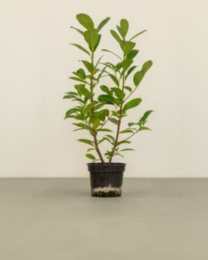Cherry Laurel Hedge