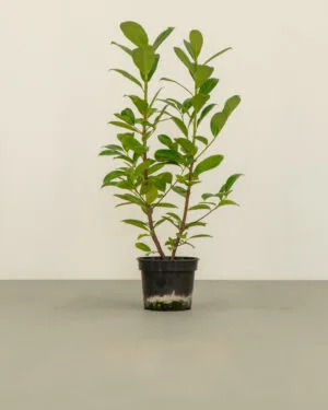 Cherry Laurel Hedge