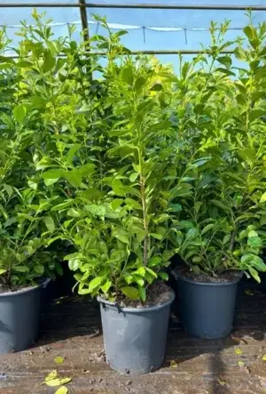 Cherry Laurel Hedge