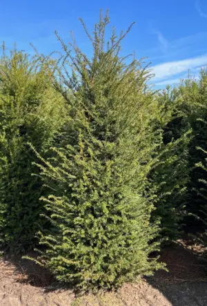 English Yew Hedge