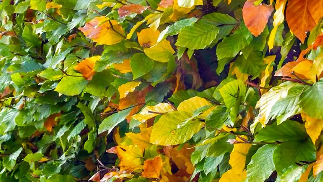 Beech Hedging Plants