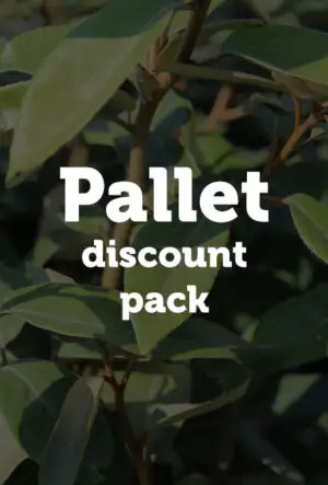 Oleaster Hedge