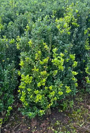 Euonymus Jean Hugues Hedge