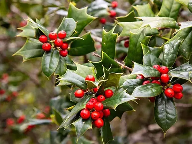 Holly leaves with bright red berries