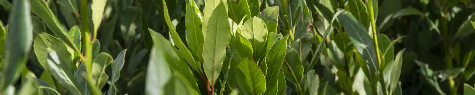 Bay Laurel - Laurus nobilis