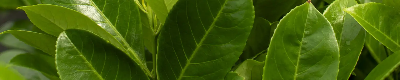 Glossy green leaves on a healthy Cherry Laurel hedge