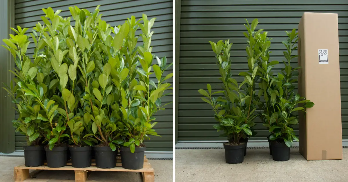 Cherry Laurel Pallet pack