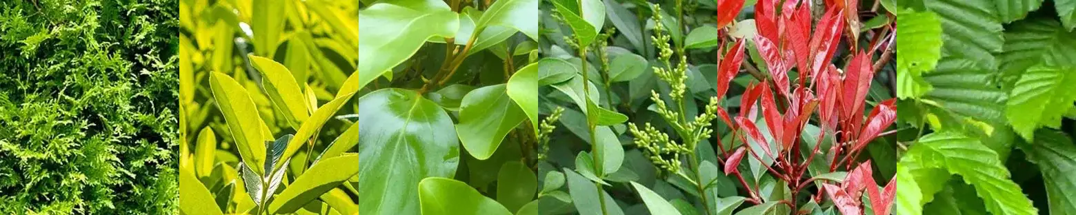 Fast Growing hedging group
