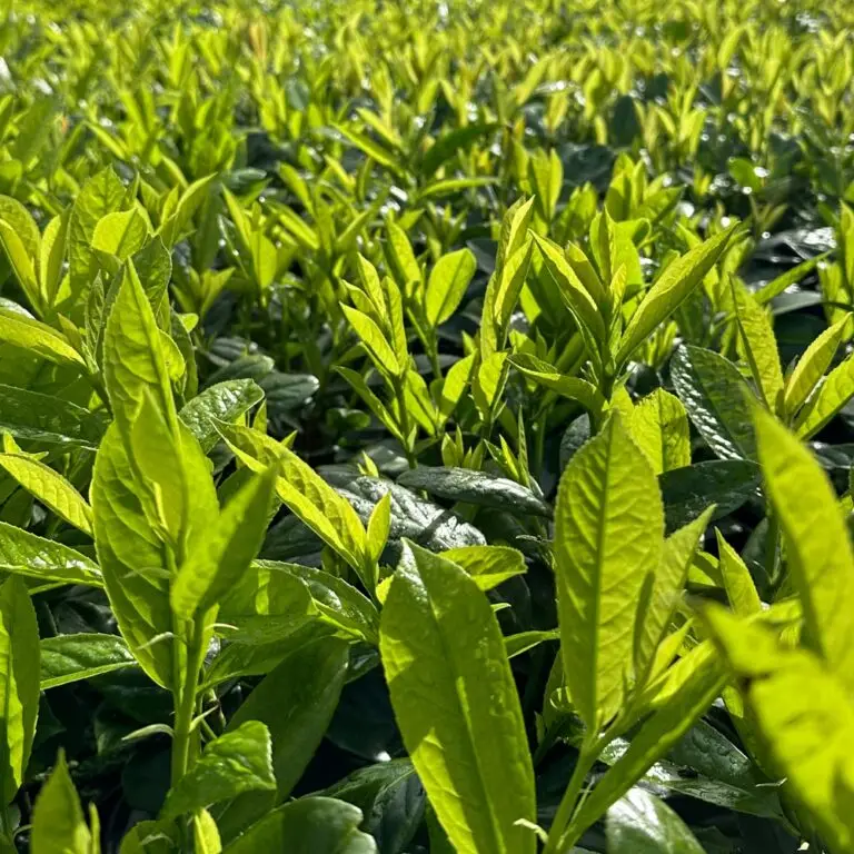 Group of Laurel hedging plants in different sizes