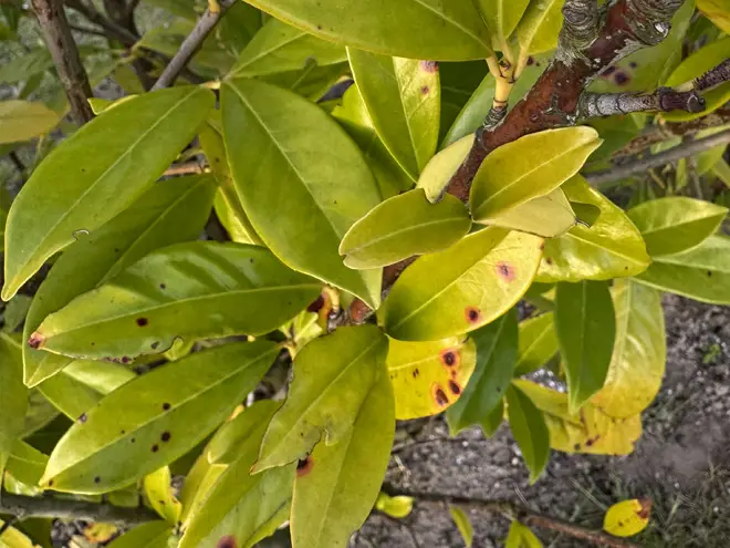 Laurel hedging issues. Yellow leaves and blemishes