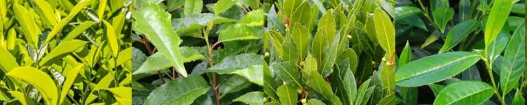 Cherry, Portuguese, Upright, Compact and Sweet Bay Laurel comparison
