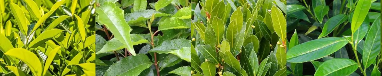 Cherry, Portuguese, Upright, Compact and Sweet Bay Laurel comparison