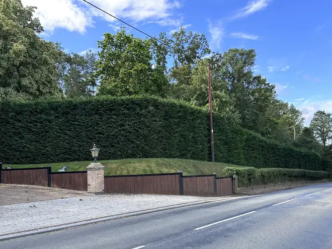 Fast Growing Leylandii Hedging