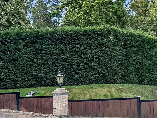 Leylandii Hedge Plants