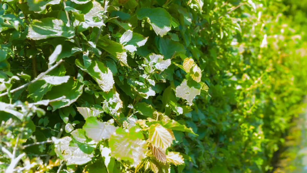 Lush green foliage in sunlight.