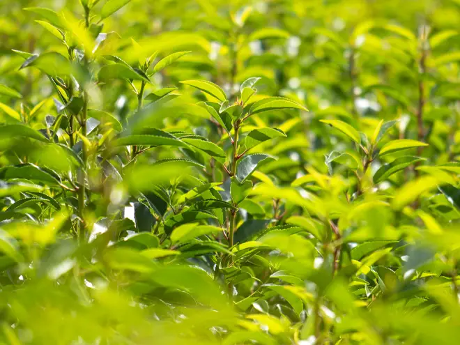 Portuguese Laurel Hedging