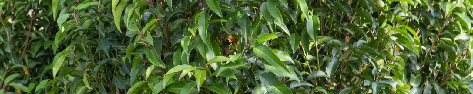 Portuguese Laurel Hedging