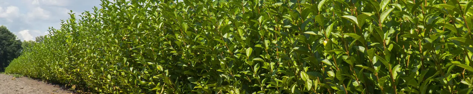 Privet Hedging Plants (Ligustrum ovalifolium)