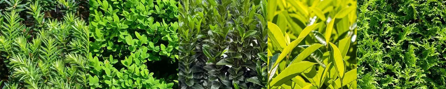 A Beginner’s Guide: How and When to Trim a Hedge