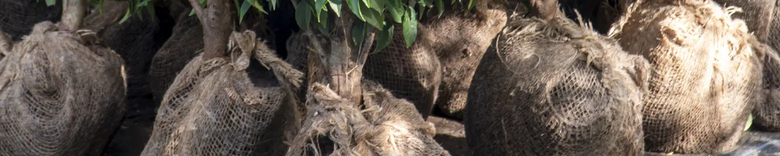 Rootballed hedging root system