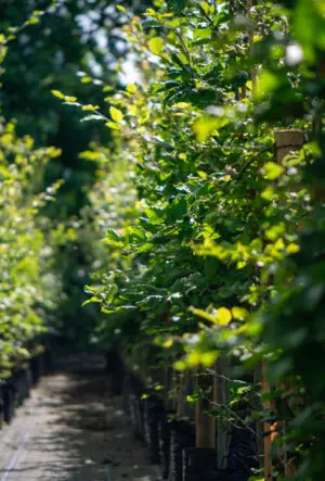 Hedging plants suitable for shaded positions