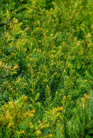 Slow Growing Hedge Plants
