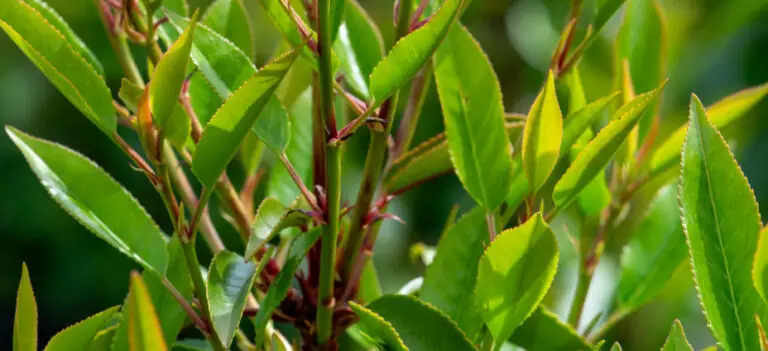 Portuguese Laurel close up. Red Shoots and glossy green leaves