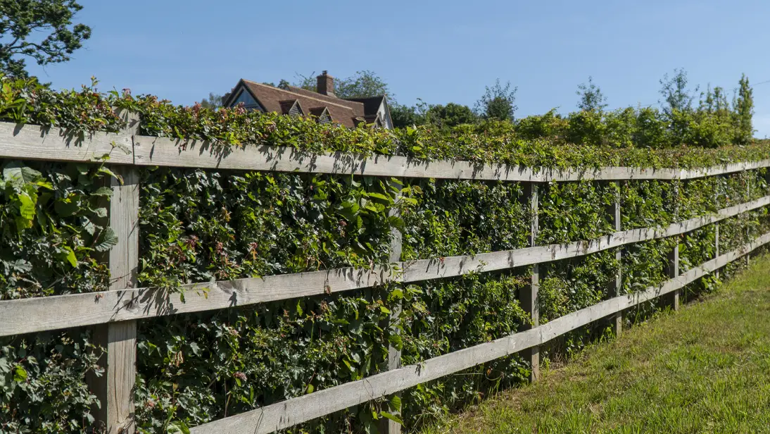 Hedging Plants for Fences & Walls
