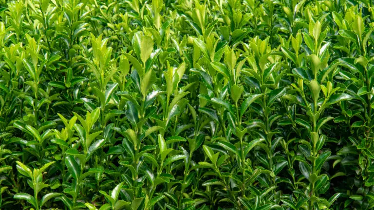 Euonymus Green Spire Hedging
