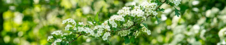Hawthorn hedging plants