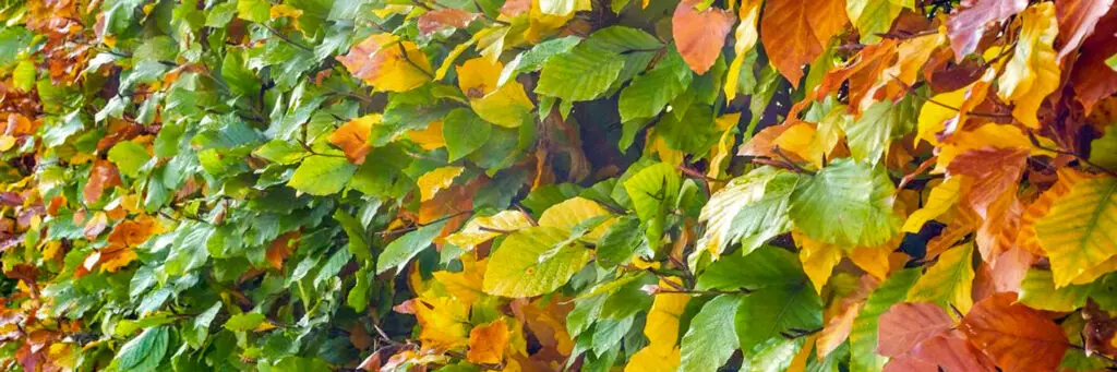 Beech Hedging in Autumn colour