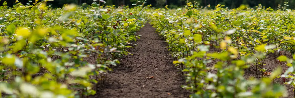 Green Beech growing in nursery