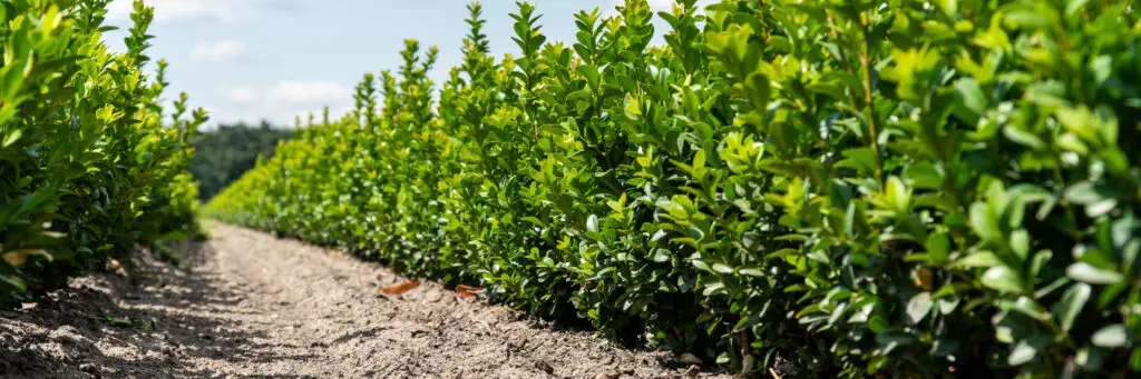 Box Hedging Buxus sempervirens