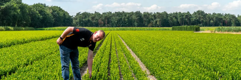 Box Hedging in the field with Will