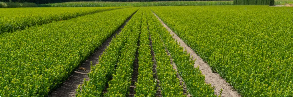 Lush green fields with crop rows.