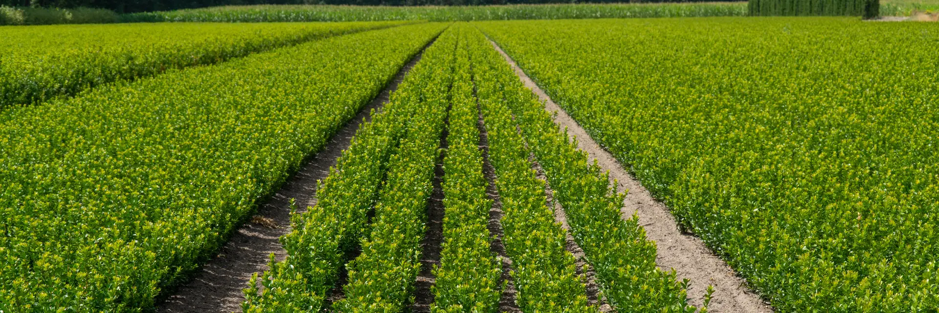 Lush green fields with crop rows.